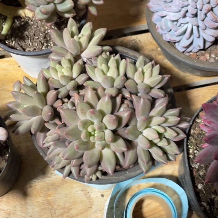 苗****红蜻蜓满20包邮脱土发货