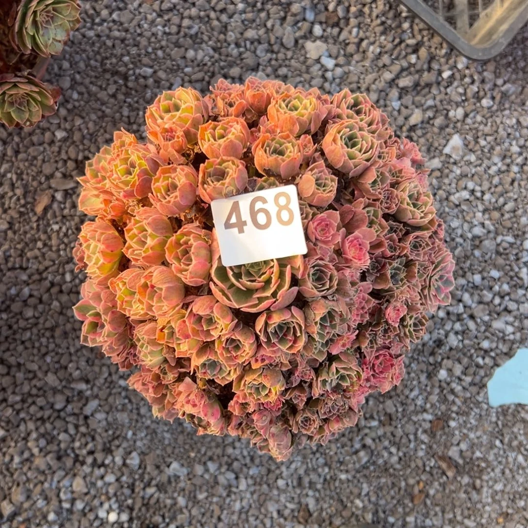 冰***安我是真的很喜欢这个