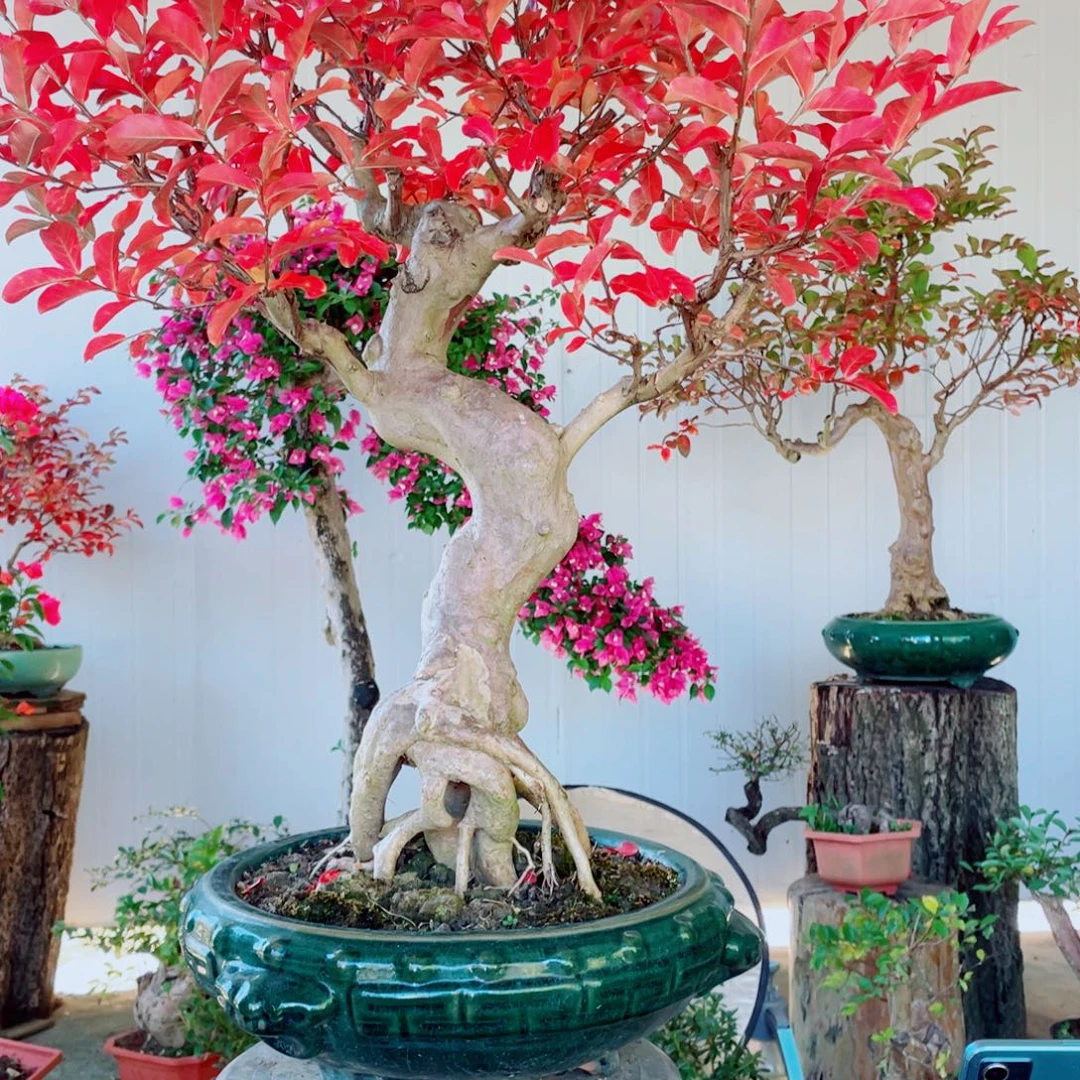 无花朵红花紫薇红花紫薇