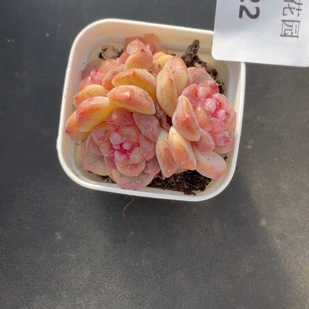 322号糖心冰心珍妮