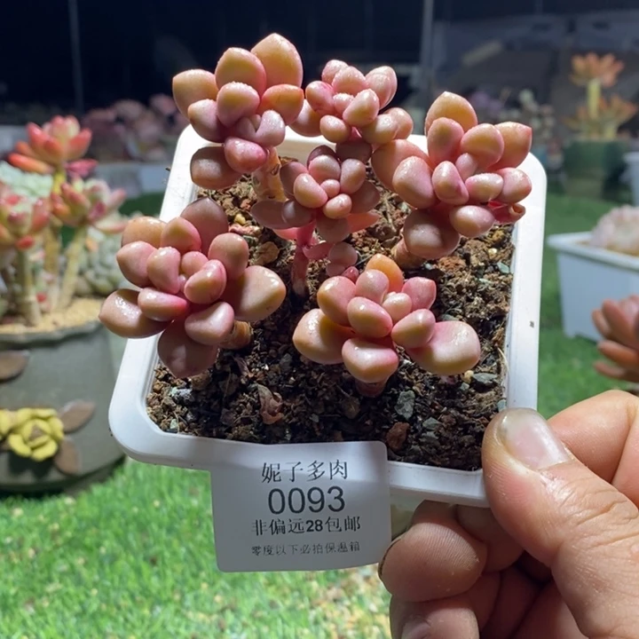 0093啊啊啊啊啊啊啊啊啊啊啊