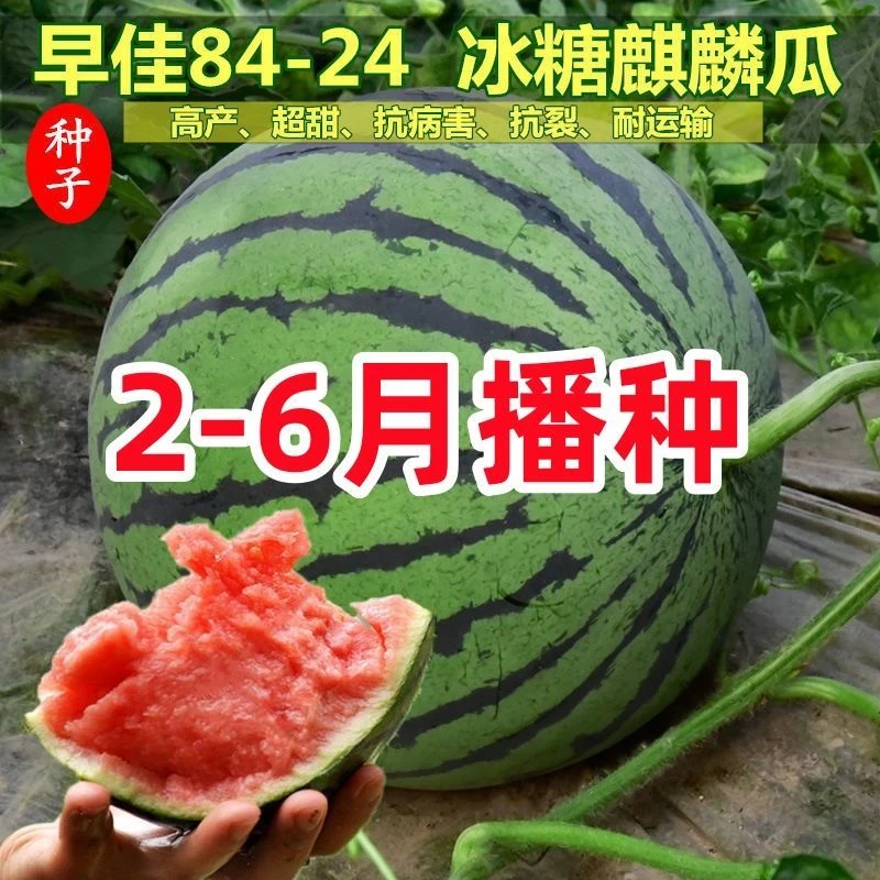 【春播特惠】【西瓜8424】麒麟西瓜种子早熟高产南方新品种特大超甜