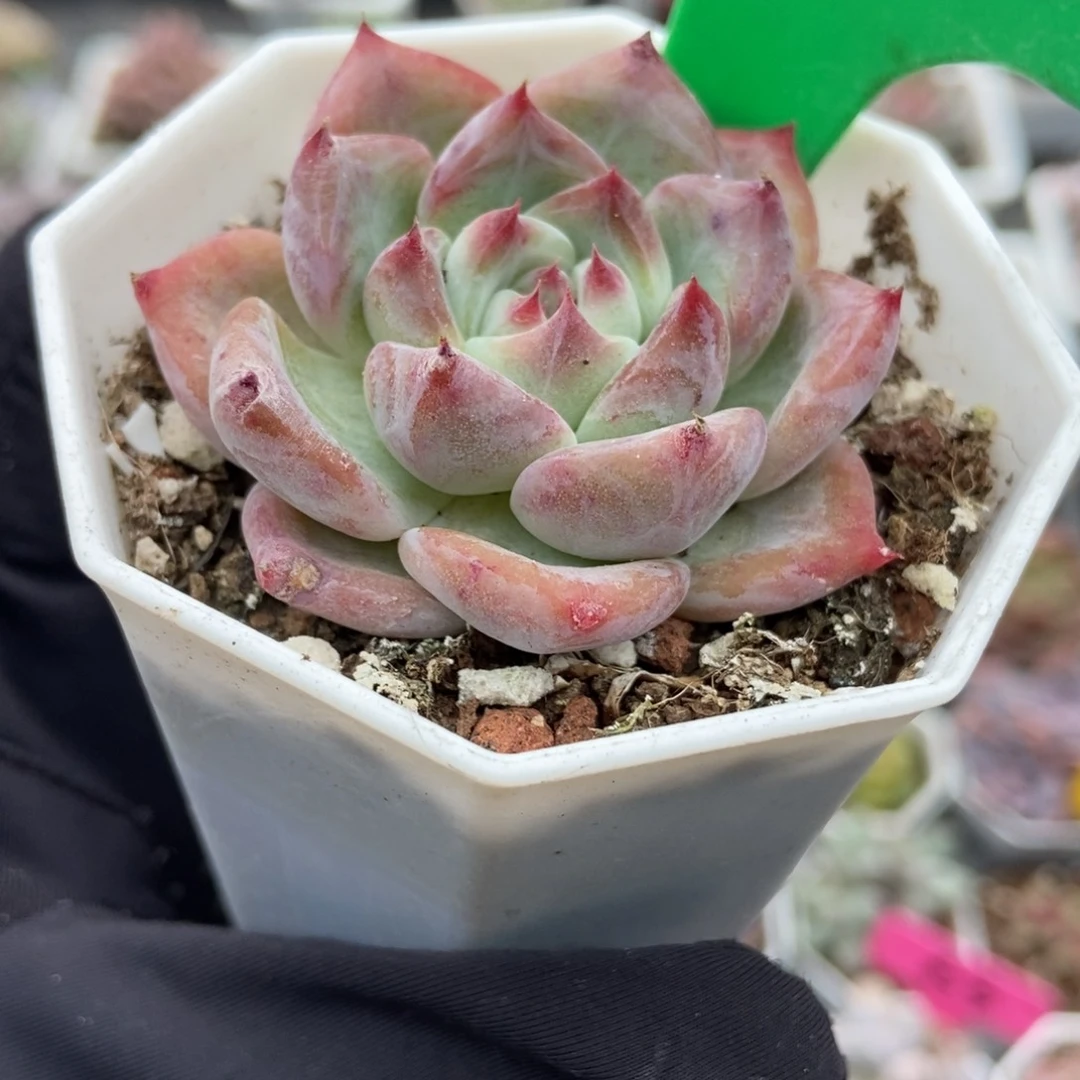 1026白拉糖多肉植物