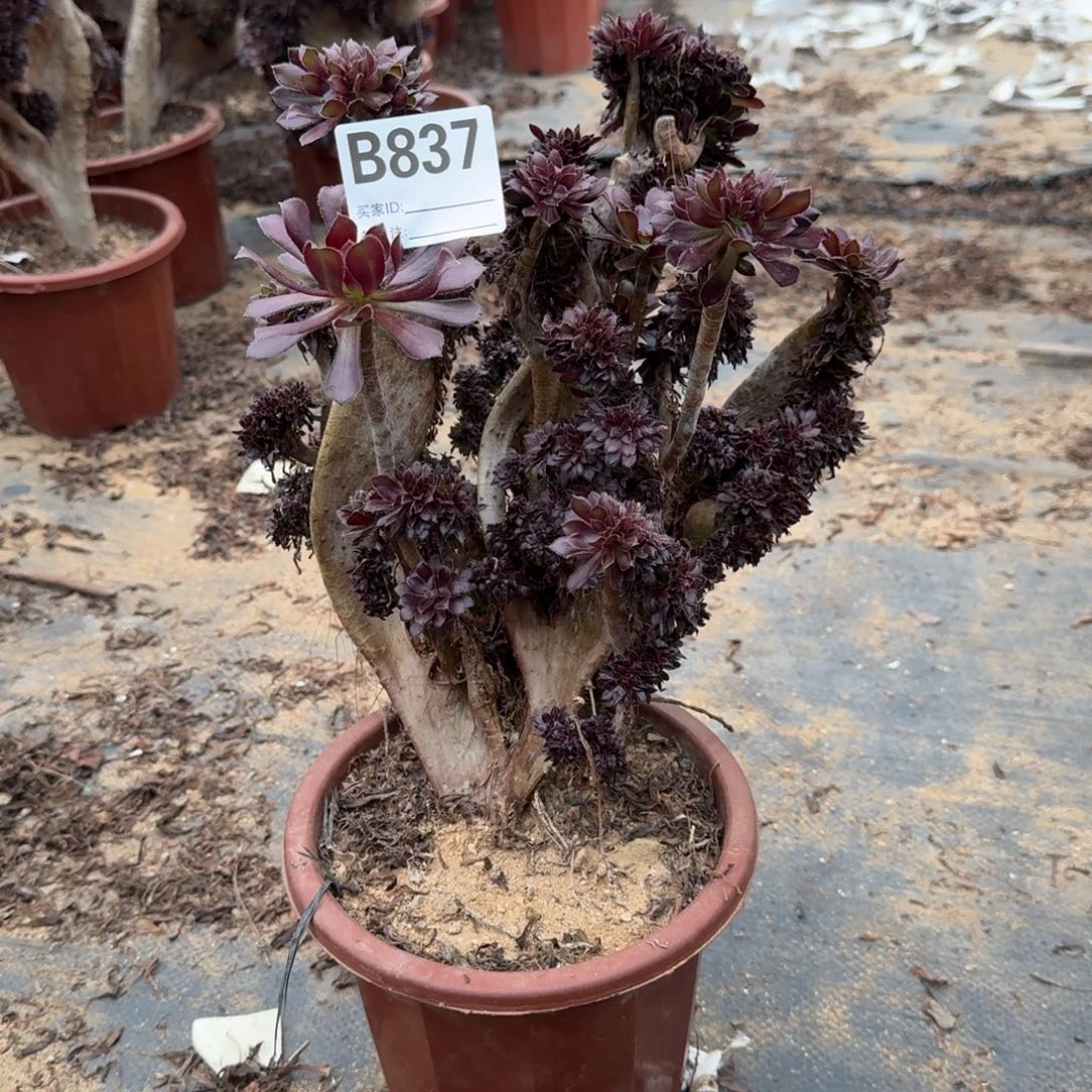 837黑法师有多处伤一颗