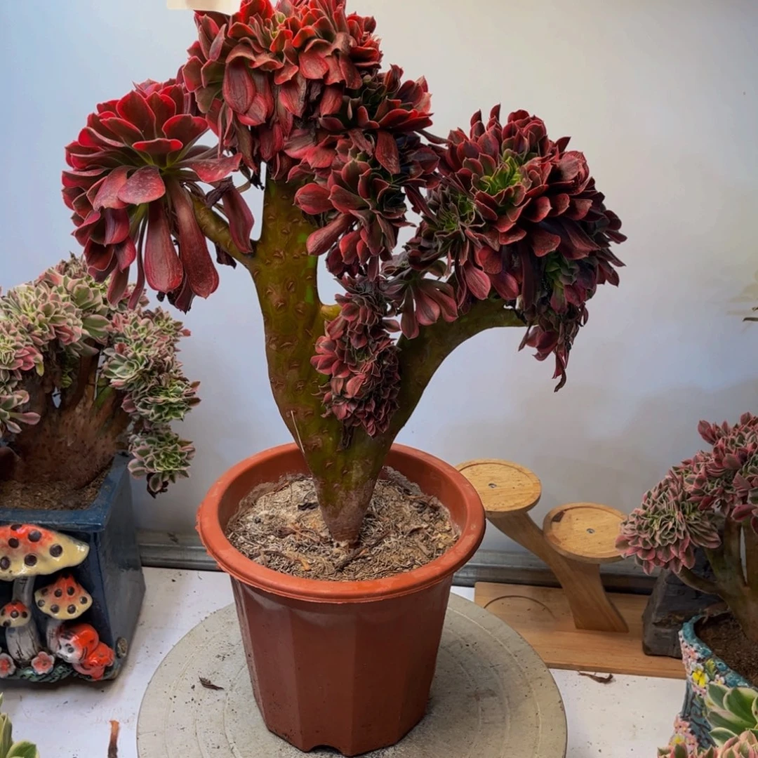 多肉植物美杜莎缀743