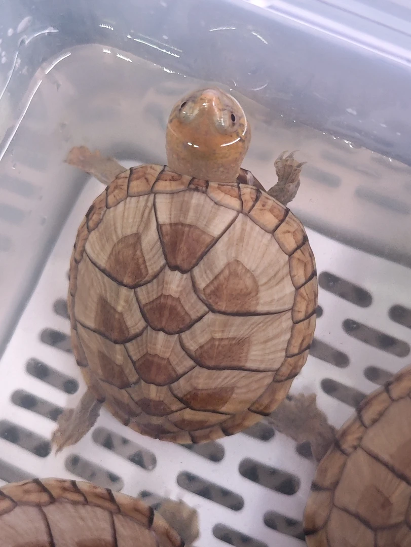 精品红面蛋龟链接