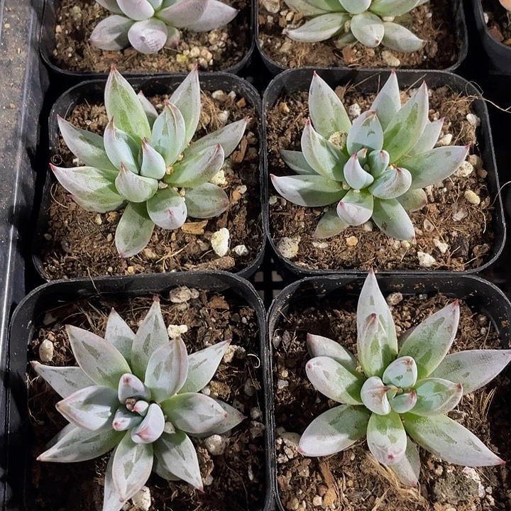 魔抓3.8带哦土发货