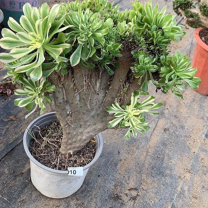 010艳日伞一颗缀化