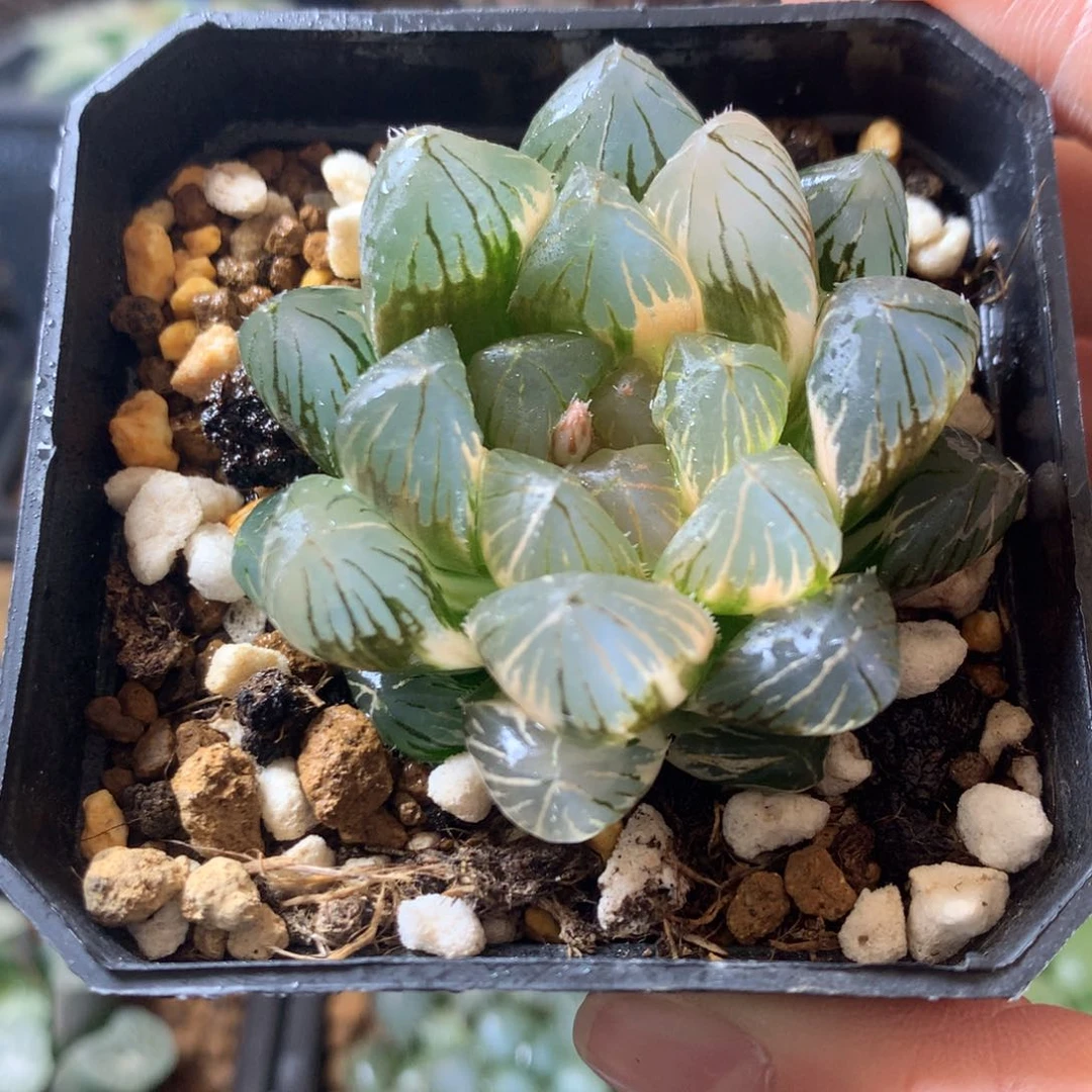 龙爪玉露锦一物一拍