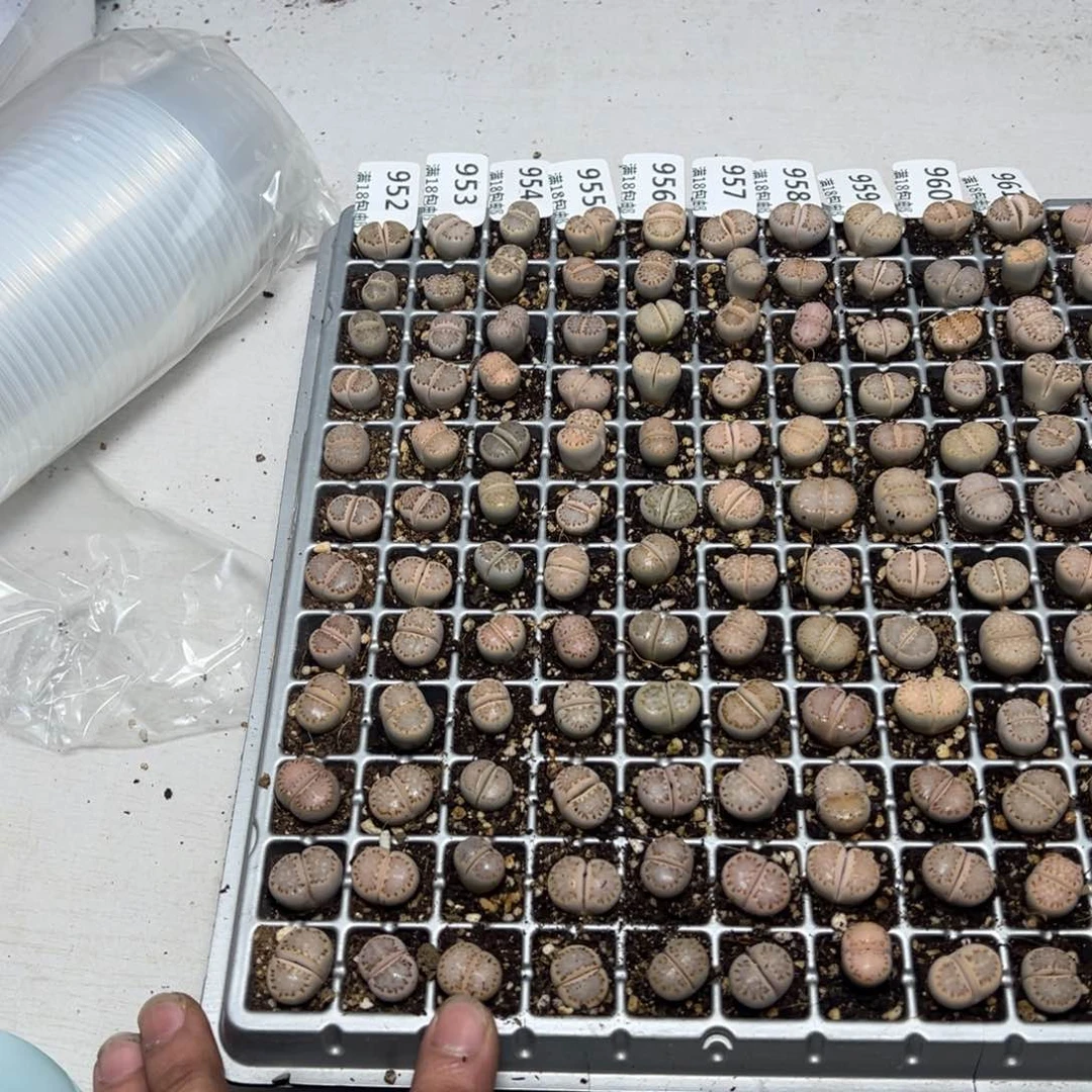 【闪购商品】 954.