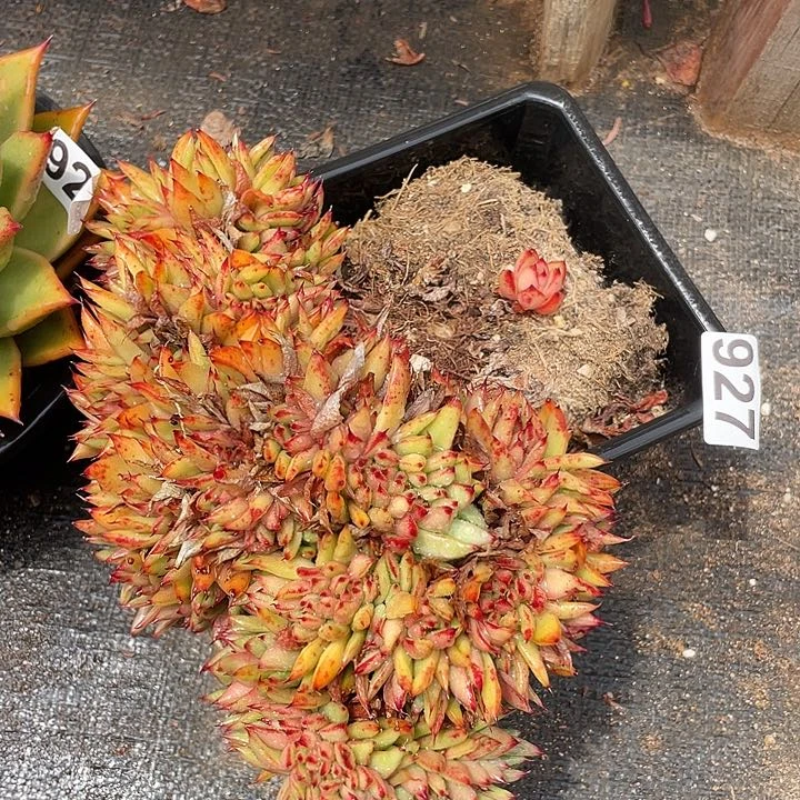 若如东云组拍927