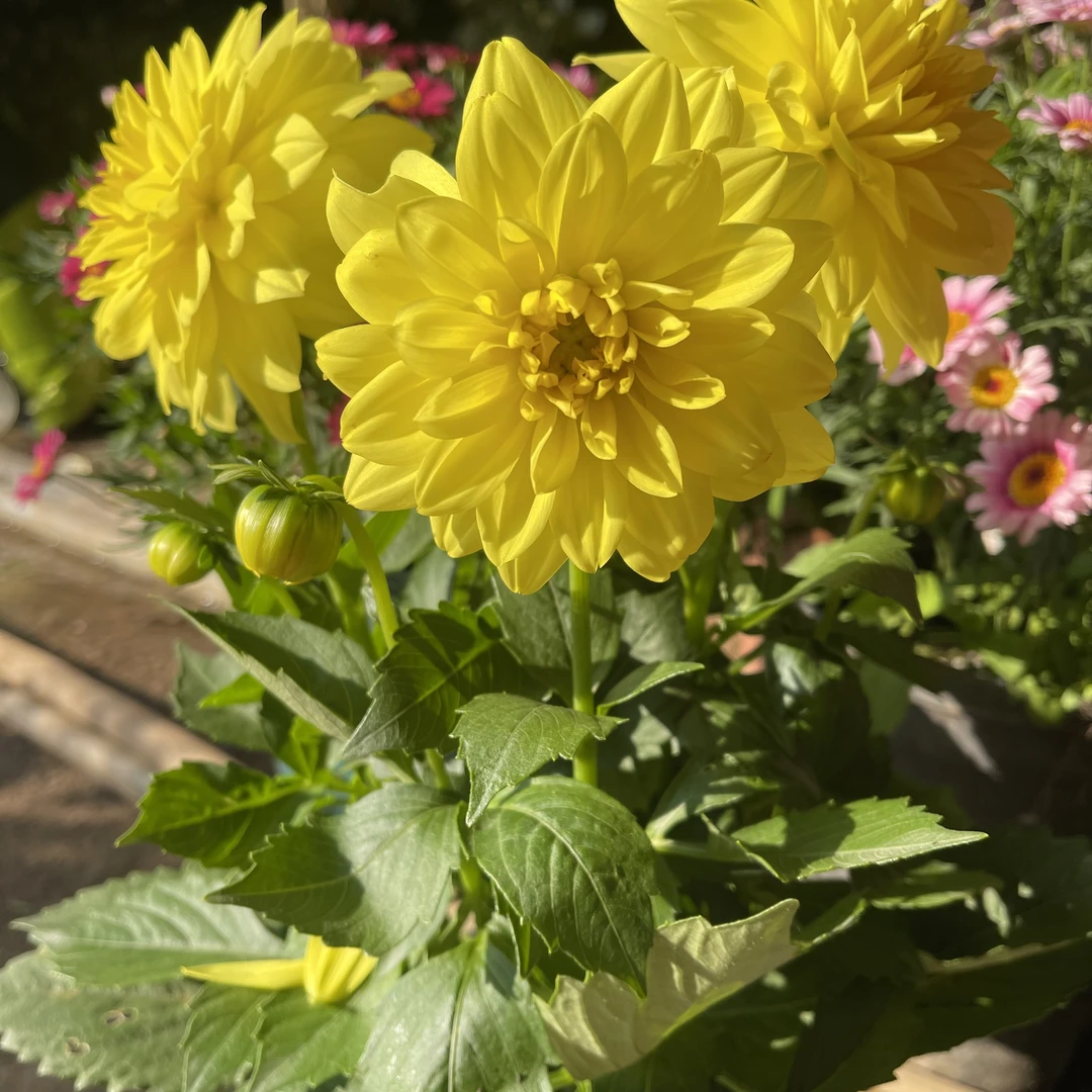 阳光女孩大丽花盆栽 大花型花卉四季开花阳台庭院观花植物