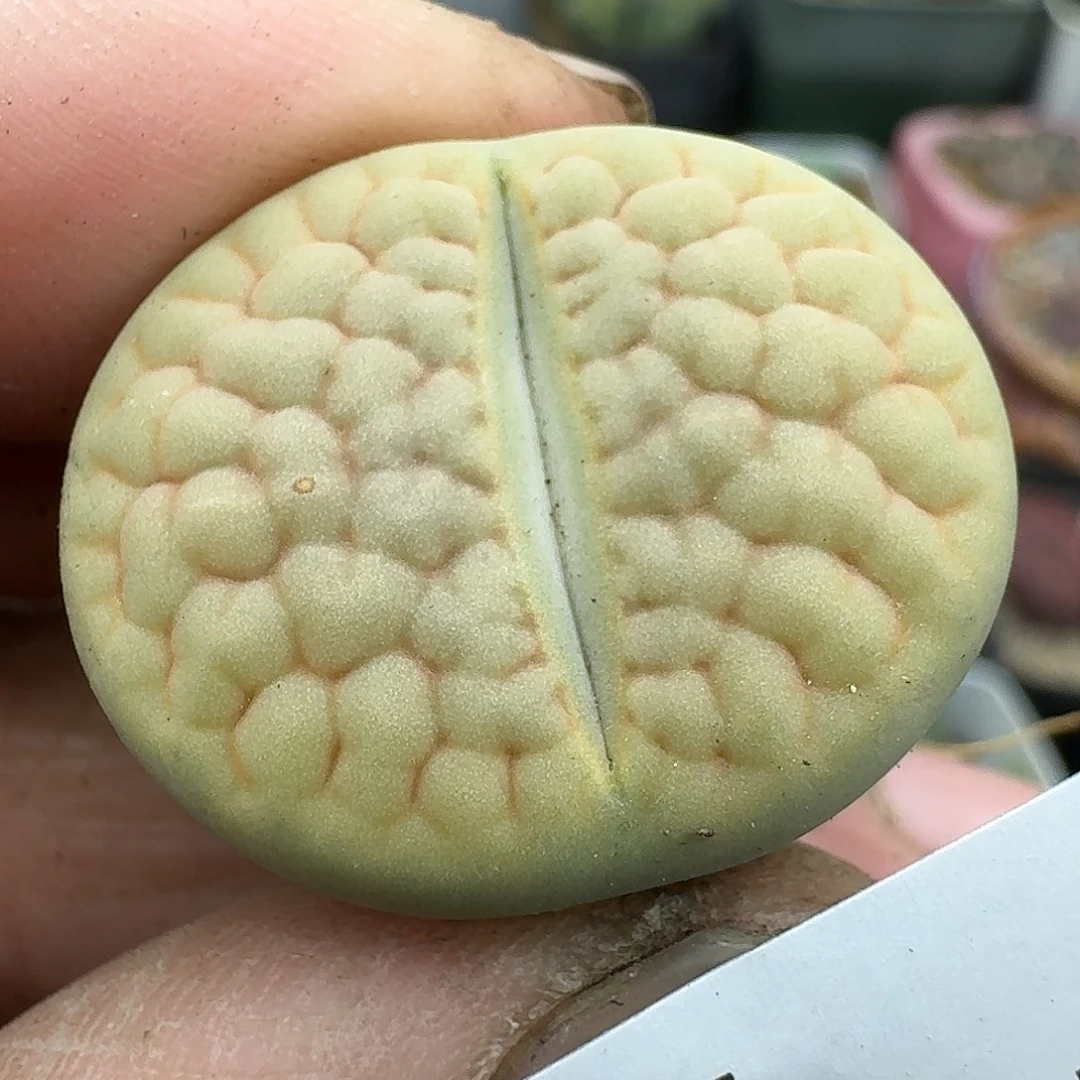 345多肉哈哈哈哈哈哈干