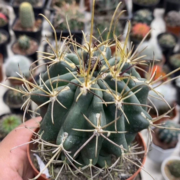 实生黑罗莎特价福利