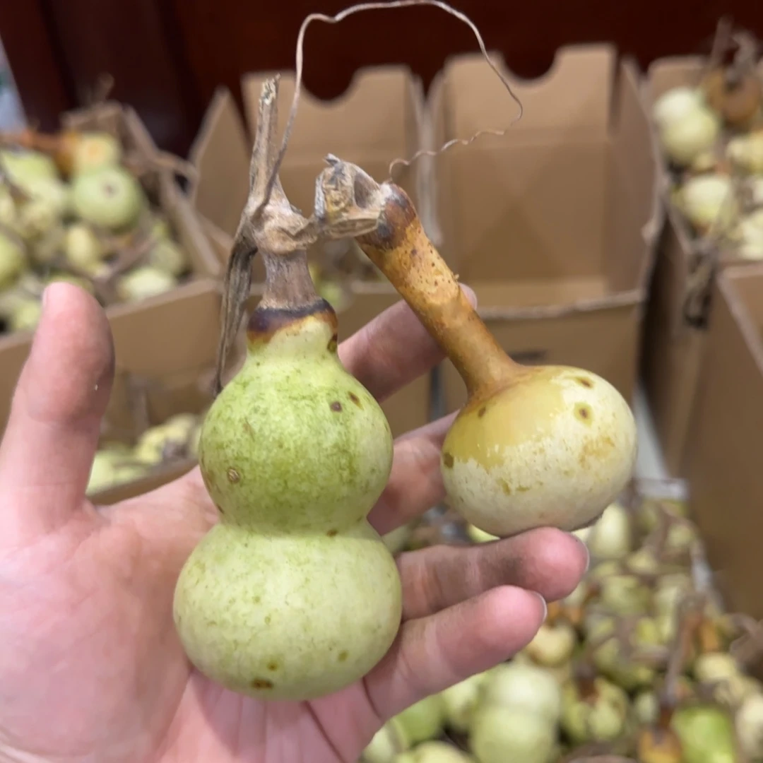 O****葫芦青皮不包成 青皮不包成
