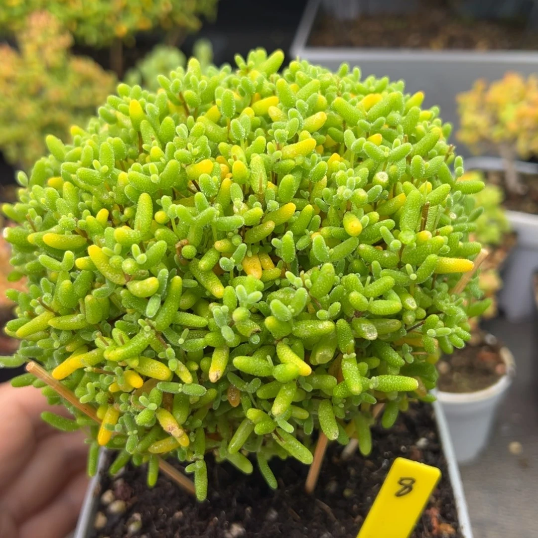 蜜橘糖球8号10cm盆