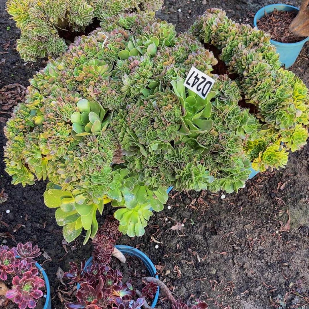 玫瑰法师16////7包邮