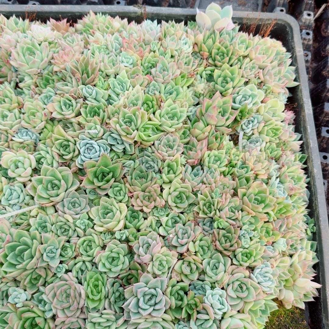 麦秆一筐量拍不带筐29-44