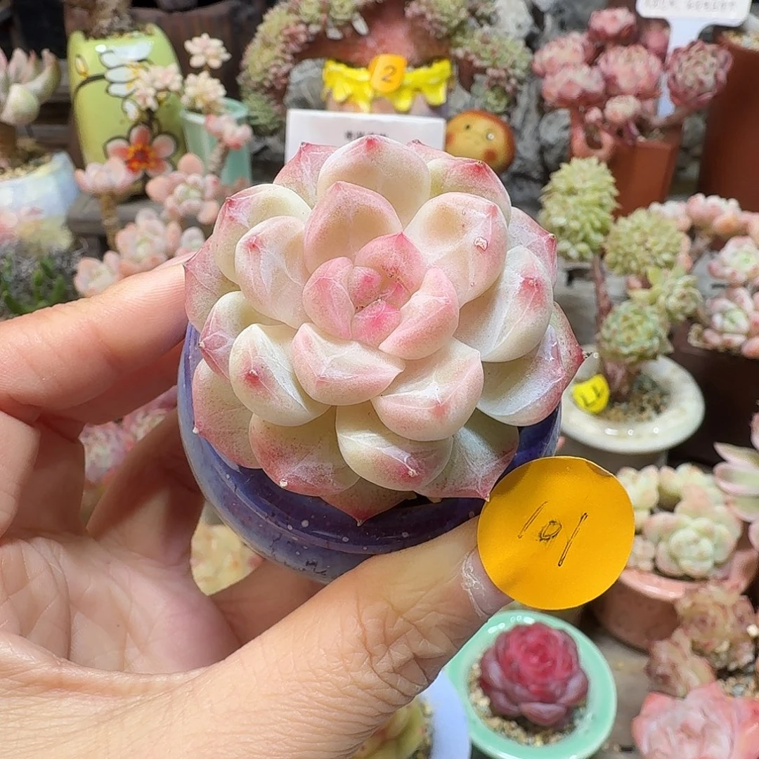 101 多肉含盆土 30元包邮非偏远