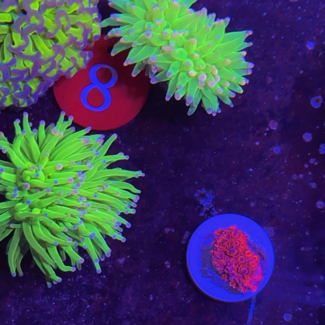 万鱼来朝海水观赏