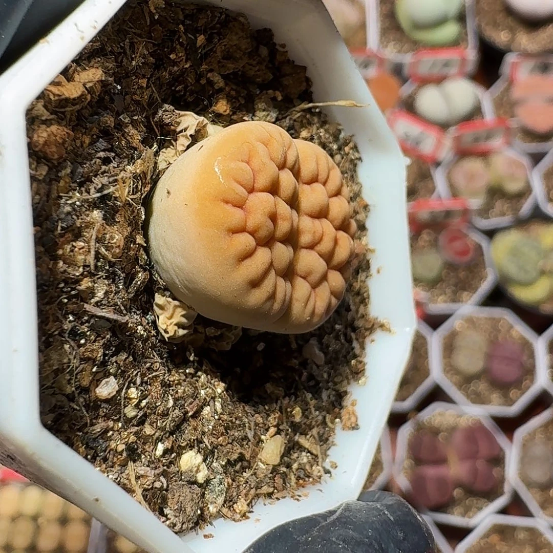 七**呀生石花等111111111。   133