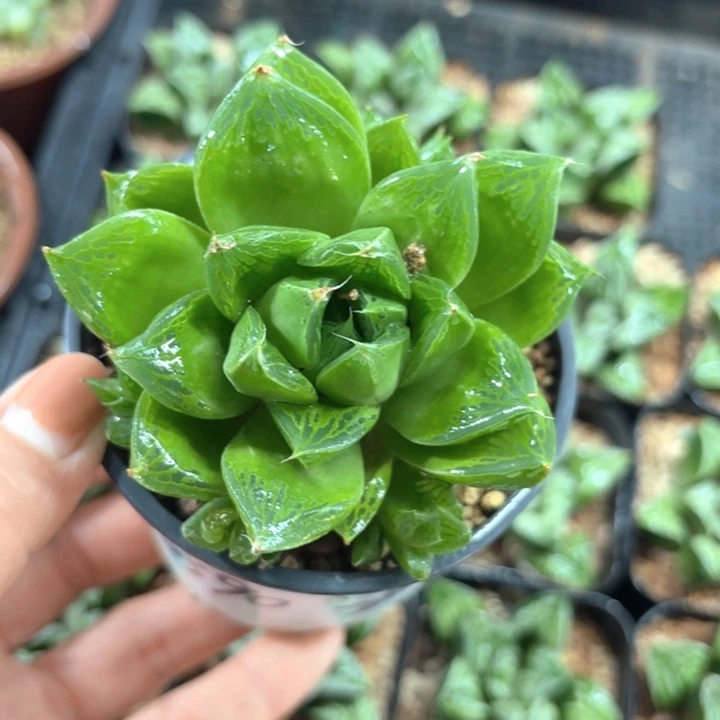 宝草玉露多肉植物