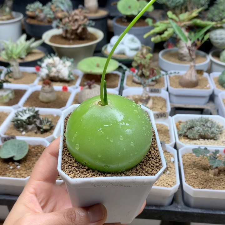 大苍角殿多肉5.7cm脱土