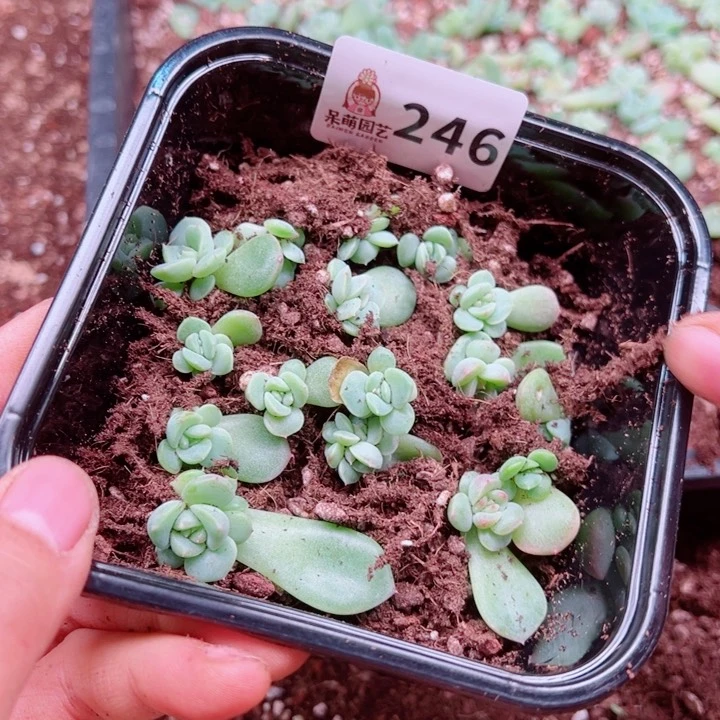 魔***菜多肉植物多肉植物