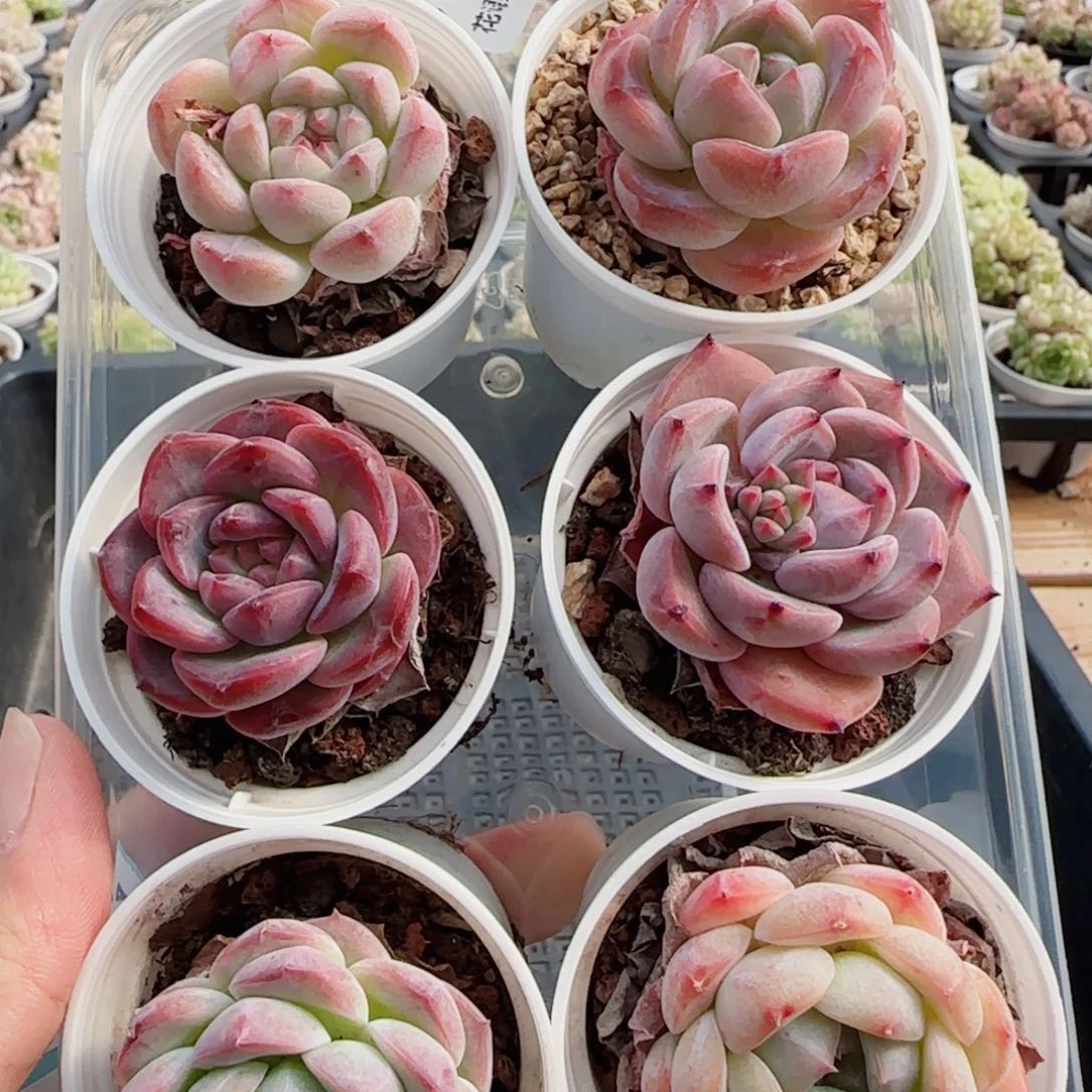 花语逸镜0513-01开播福利六个