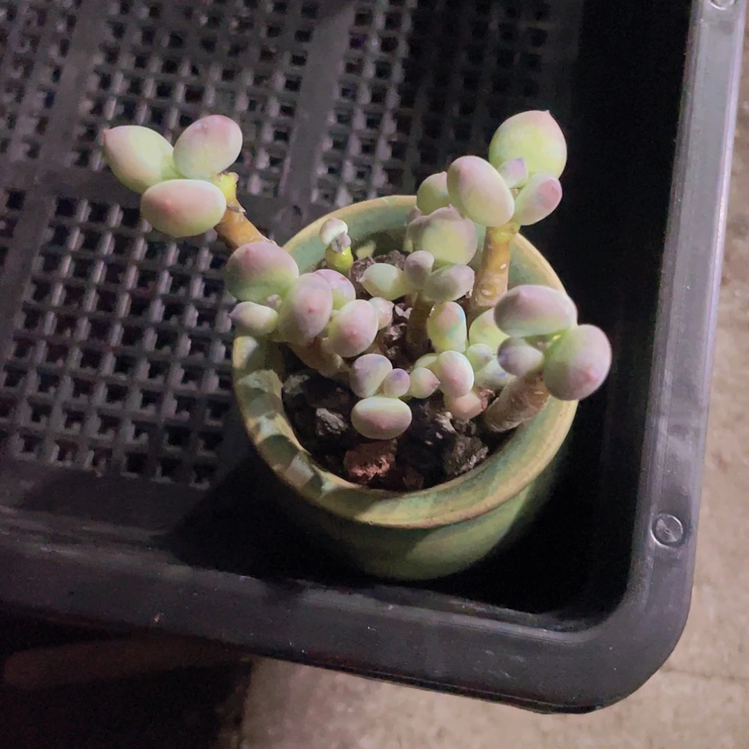 子***陌多肉植物多肉植物
