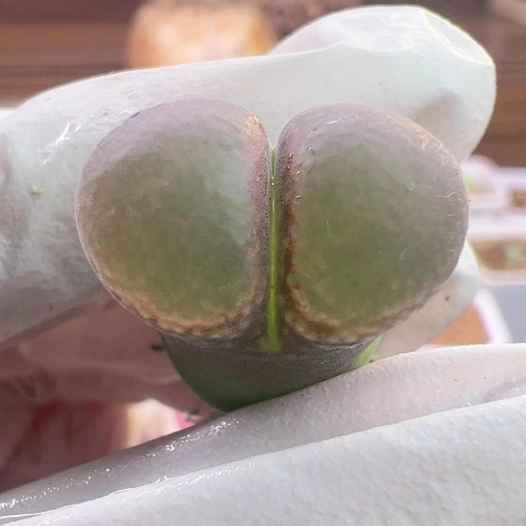 福利特特特特特特特