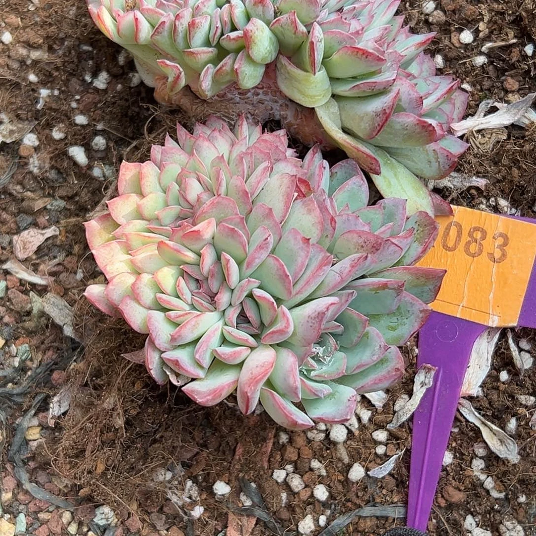 龙***豆多肉植物一物一拍