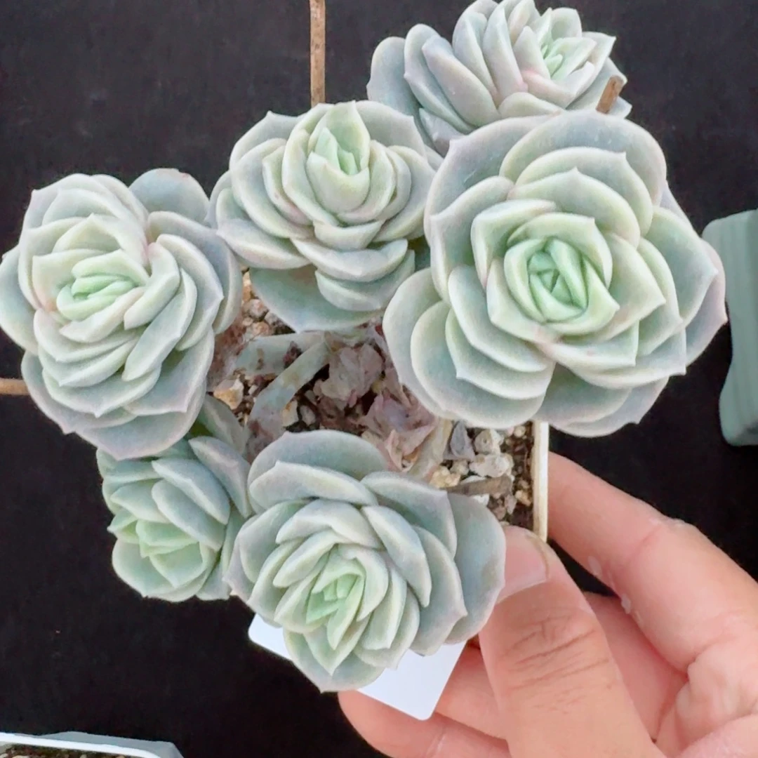 184号可爱玫瑰      愿你一路坦途，乘风破浪展宏图