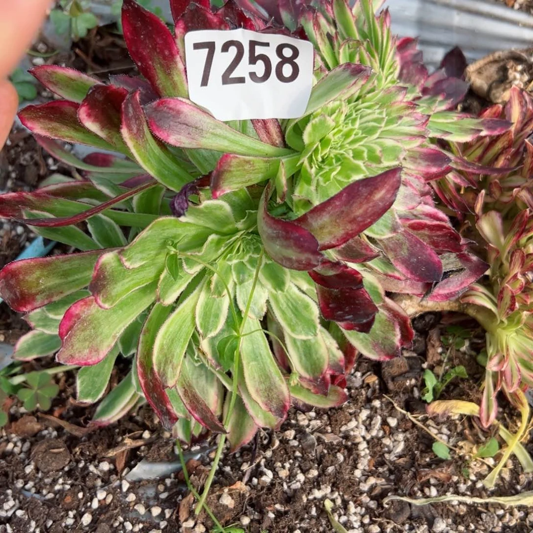 我7258 号多肉法师新年特价清衣