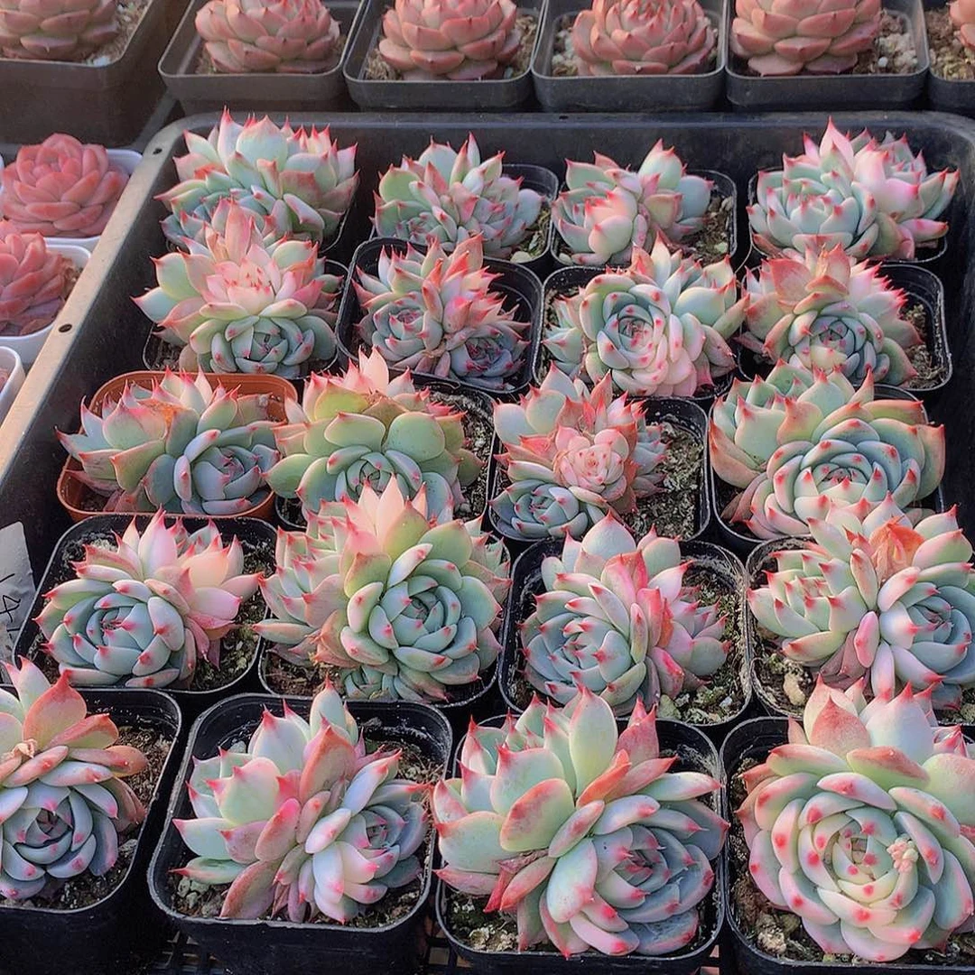 双头娃娃少锦2244567788999900