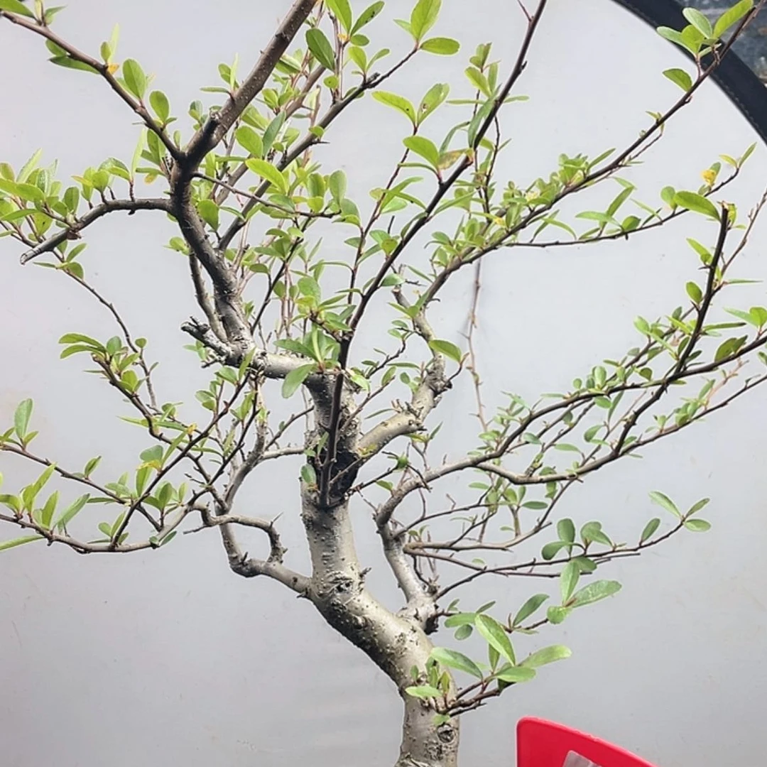 【闪购商品】无花朵026