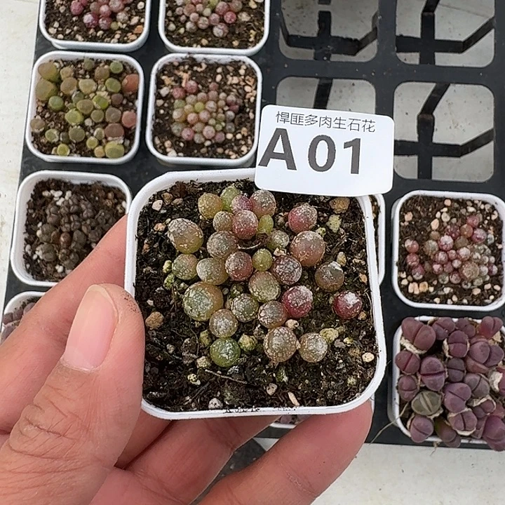 1多肉植物多肉植物