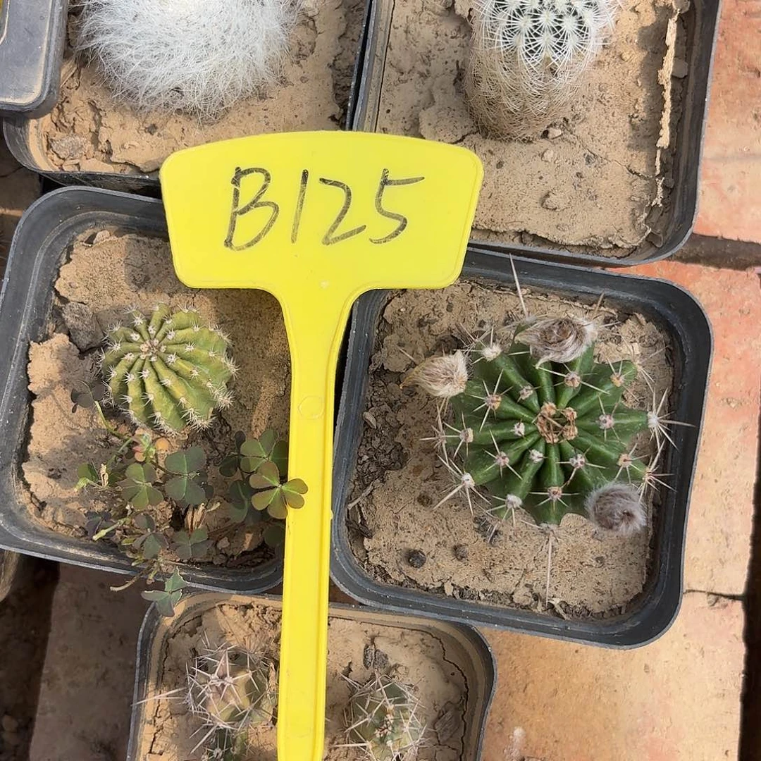 蹦***蹬B125,混色5盆