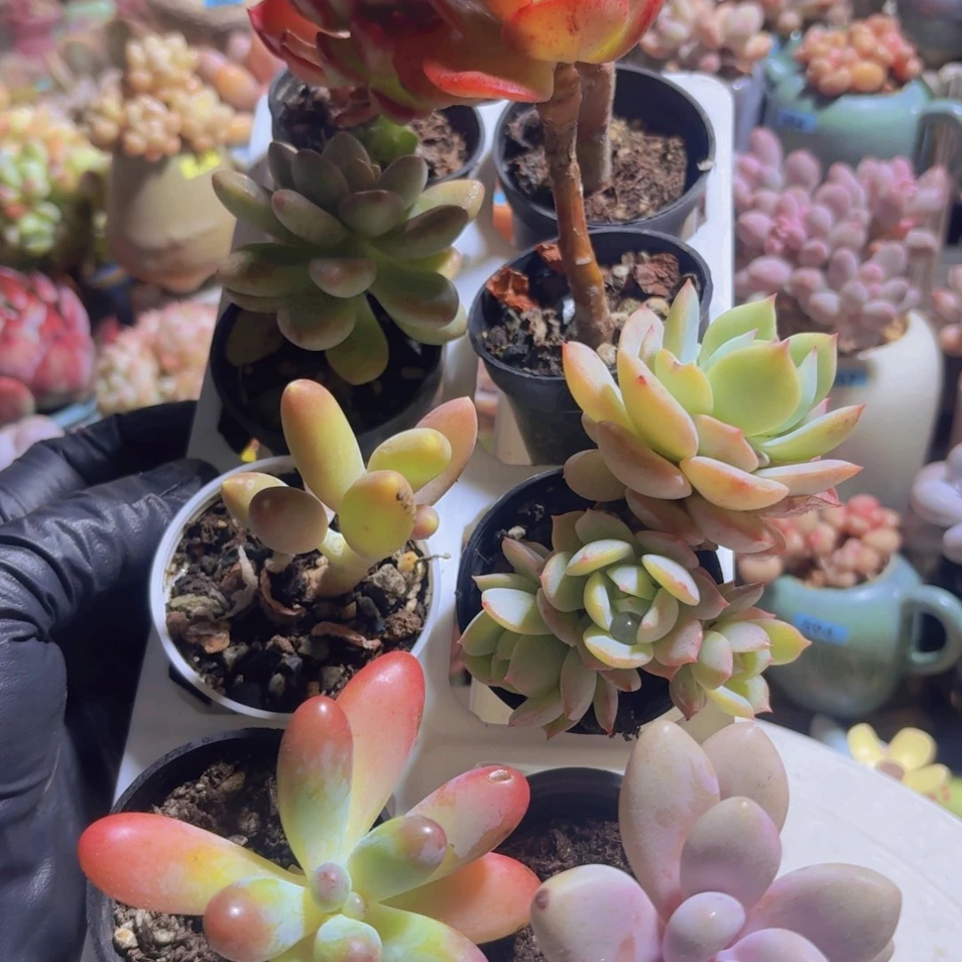 框拍一物一拍编号798