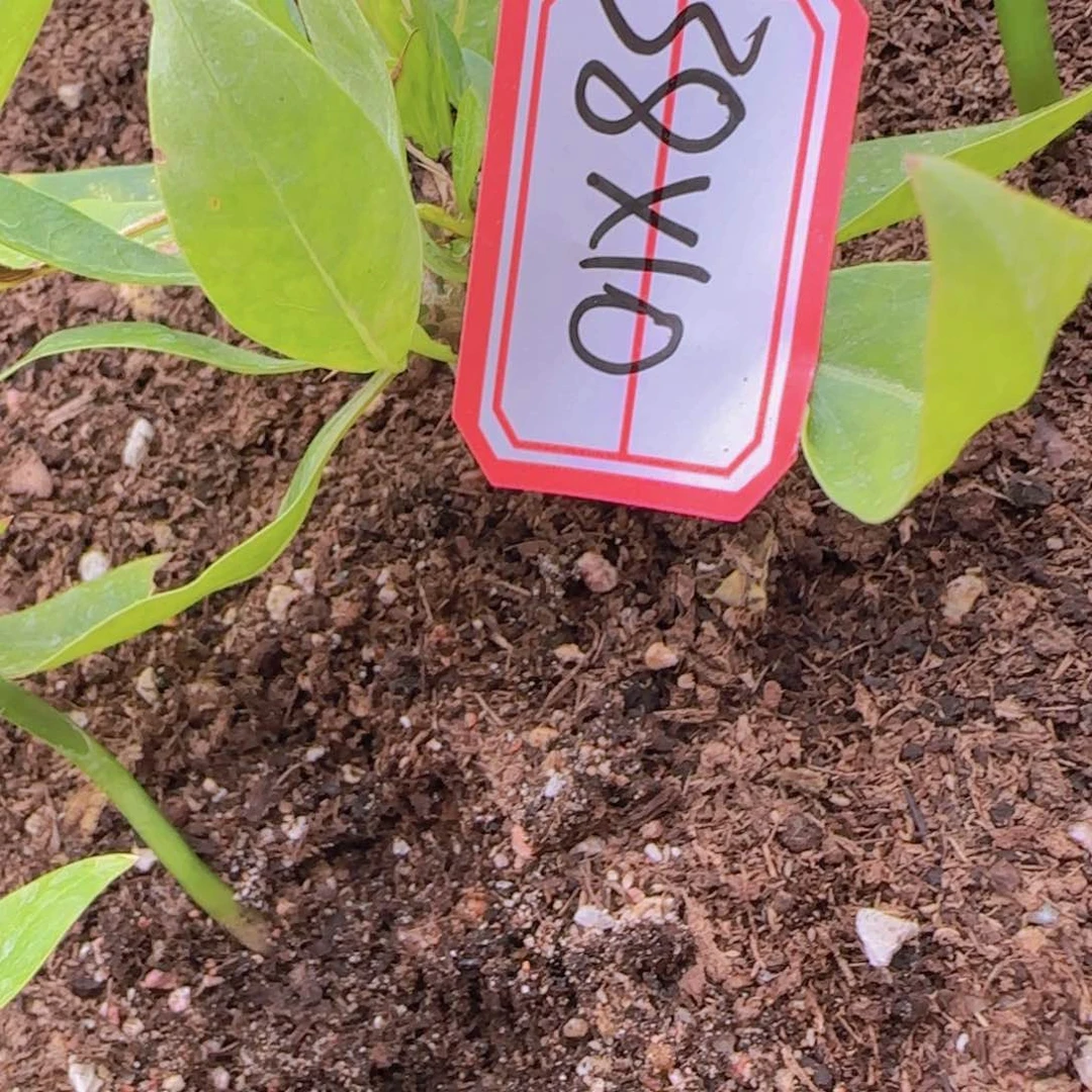 块根植物块根植物