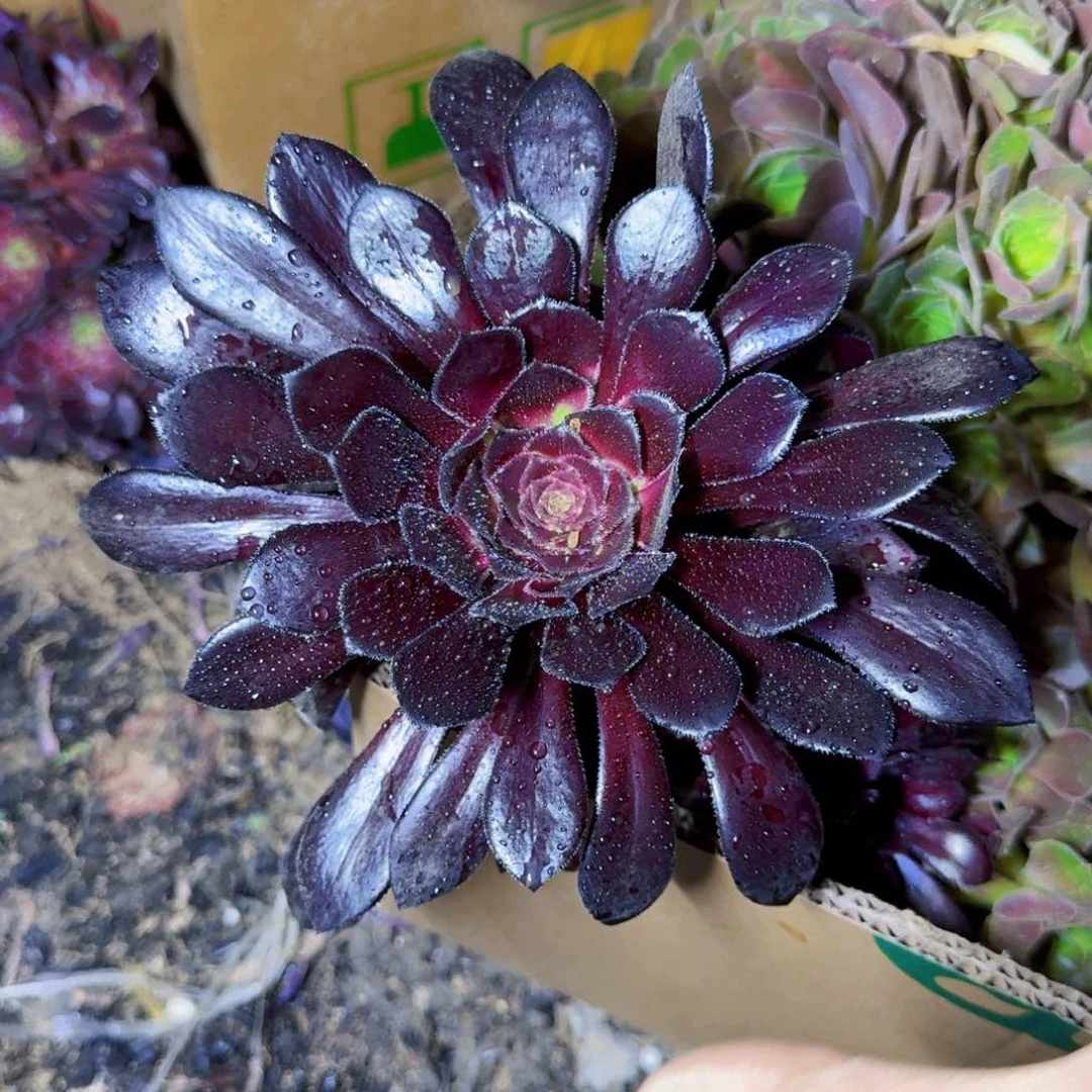 魔法师啊啊啊满20包邮