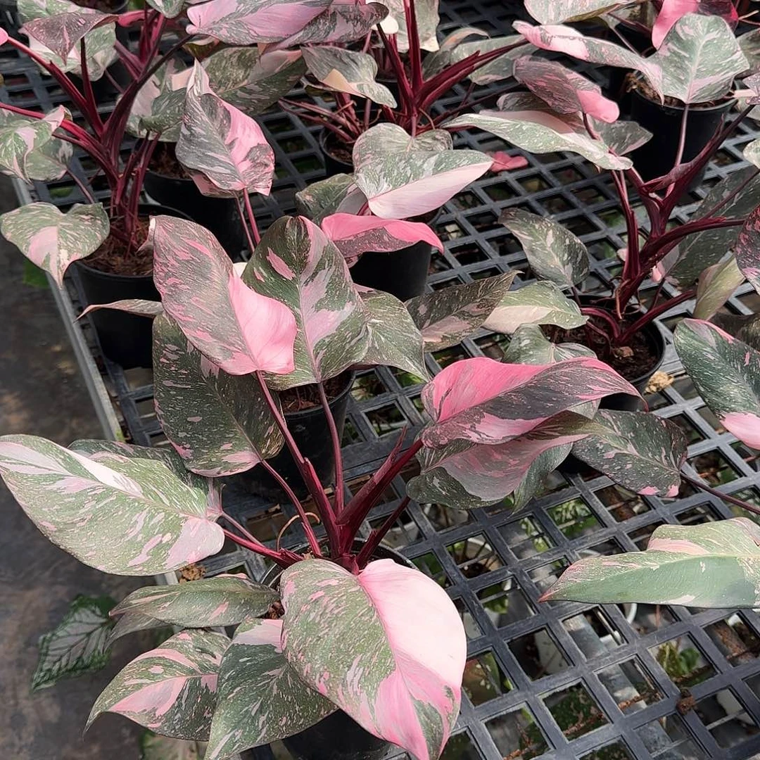 不开花植物大理石粉公主可挑