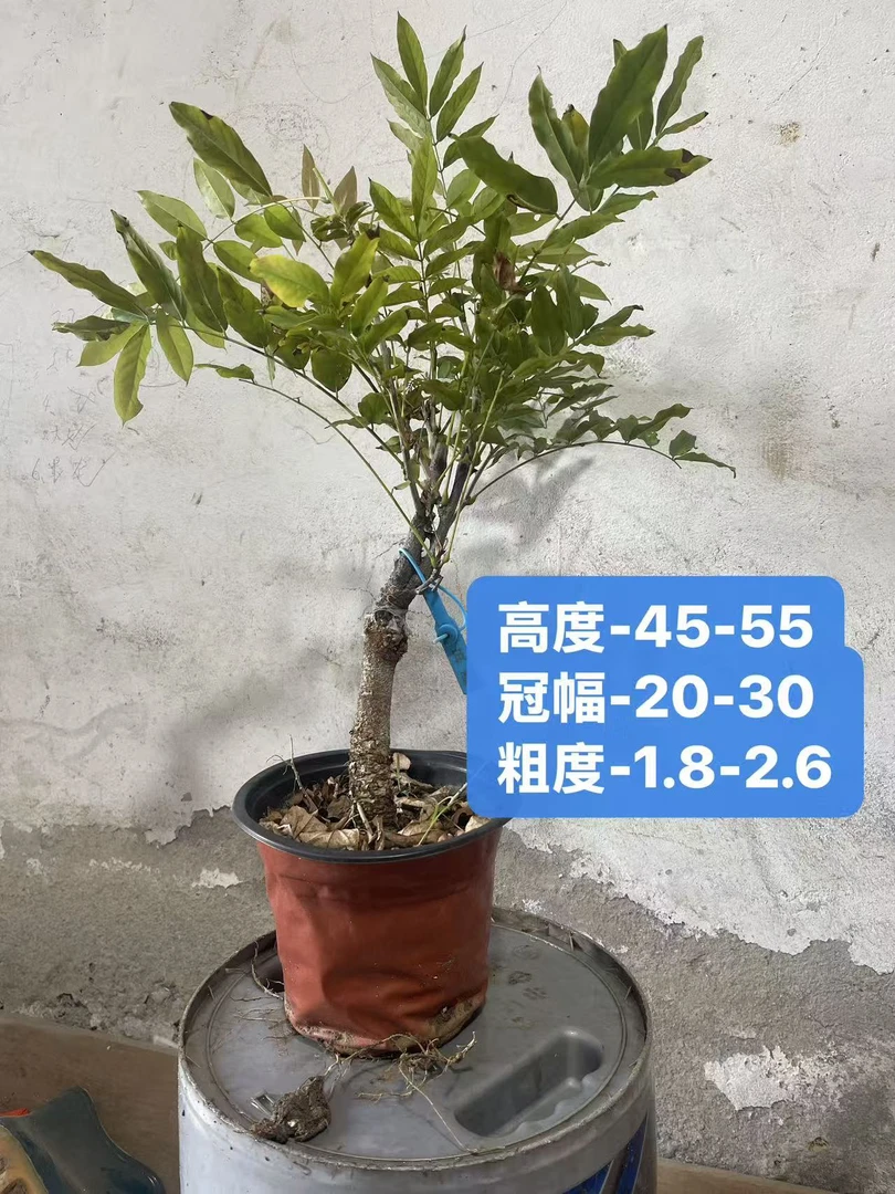 紫藤盆景嫁接品种当年开花带盆发货