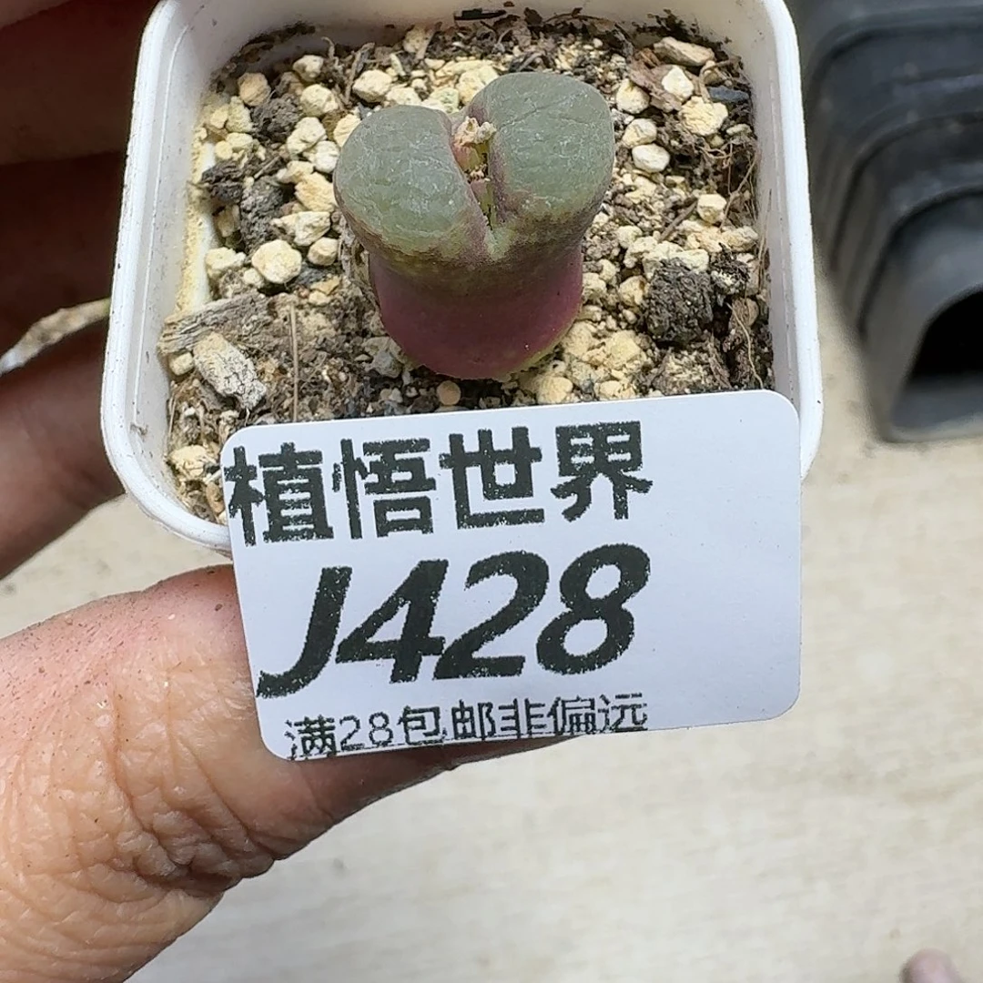 多肉植物的啊ghnn