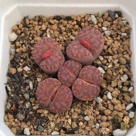 多肉肉锥 岛田紫柘榴