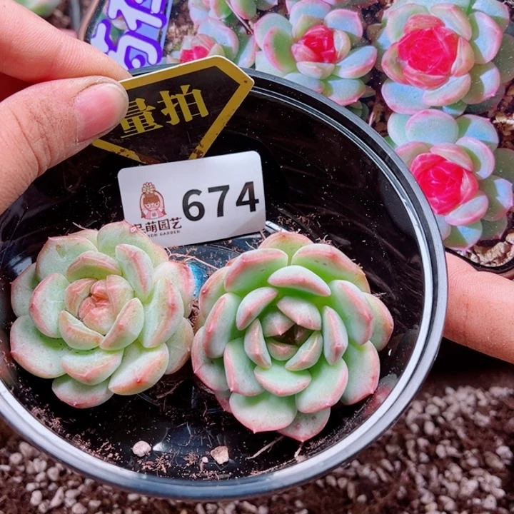 多肉植物多肉植物