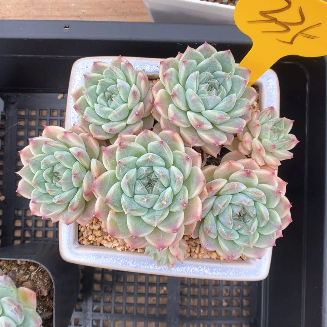 巧克力冰魄群生335号