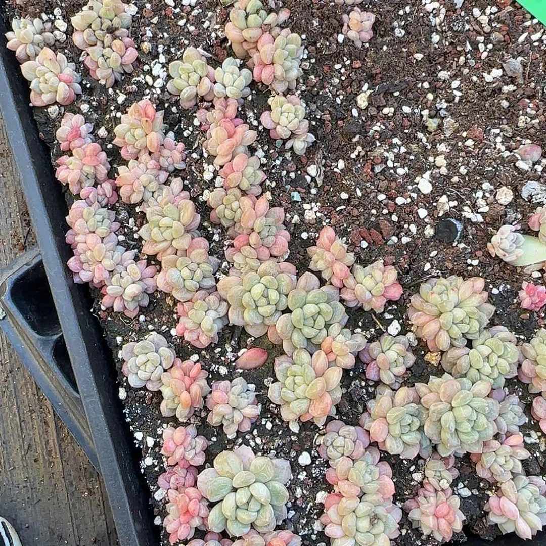 百达翡翠保底50颗脱土发