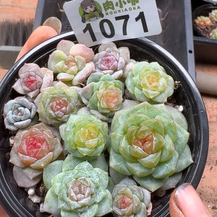 多肉植物多肉植物