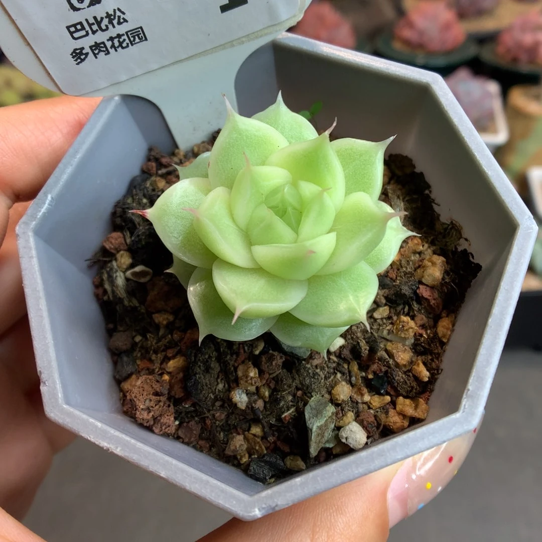 10潘多拉女王多肉植物